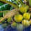 100-M coconut farm ni PBBM, tinawag na ambitious but doable ng isang kongresista