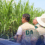 Field testing ng Agriculture dep’t para sa RSSI infestation, isusulong!