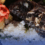Mga opisyal sa Laurel, Batangas, nag-boodle fight para patunayang ligtas kainin ang isda mula sa Taal Lake