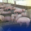 D-A, PINAG-AARALANG ITAKDA SA 210 PESOS PER KILO ANG FLOOR PRICE SA BABOY