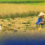 MAS MABABANG PRODUKSYON NG PALAY AT MAIS, INAASAHAN NGAYONG THIRD QUARTER, AYON SA PSA