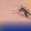 KASO NG DENGUE SA AGUSAN DEL SUR, UMABOT NA SA 2,572