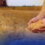SOYBEAN MEAL IMPORTS, INAASAHANG TATAAS NG 10% SA 2027